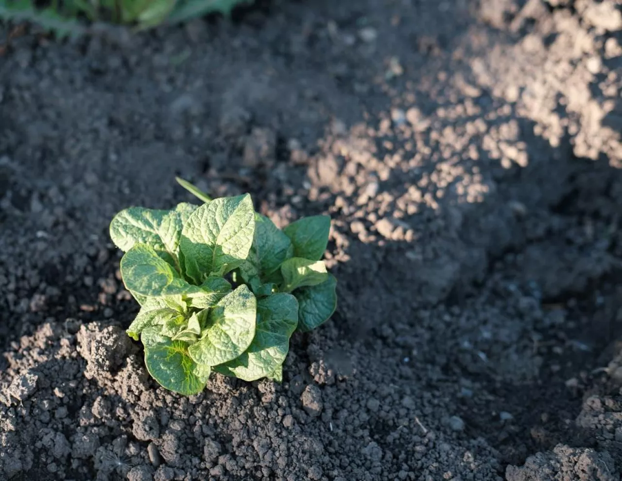 young potato growing in a field. bio cultivation and organic farming. vegetable growth rural farm. top view