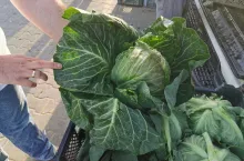 Polska młoda kapusta biała