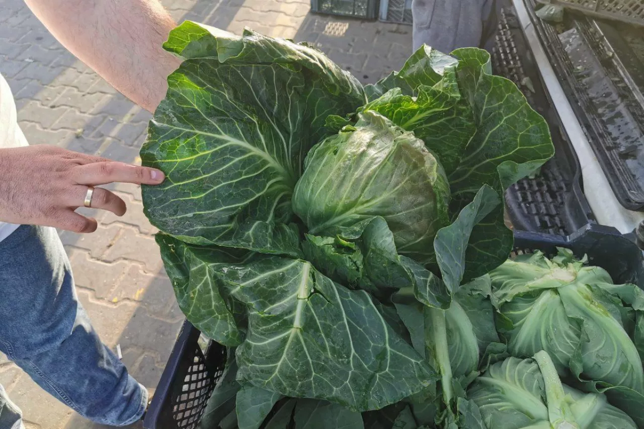 Polska młoda kapusta biała