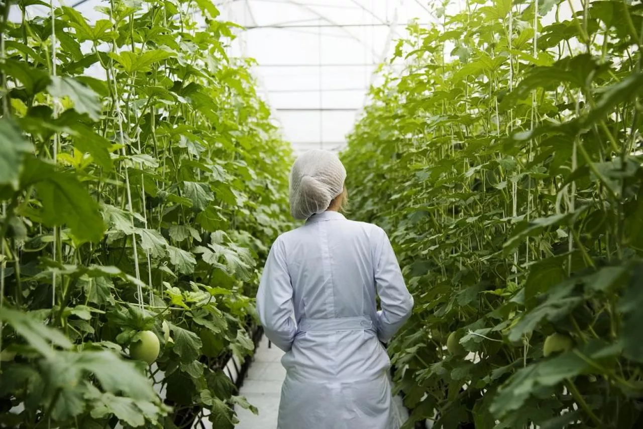 Scientist walking through a greenhouse aisle