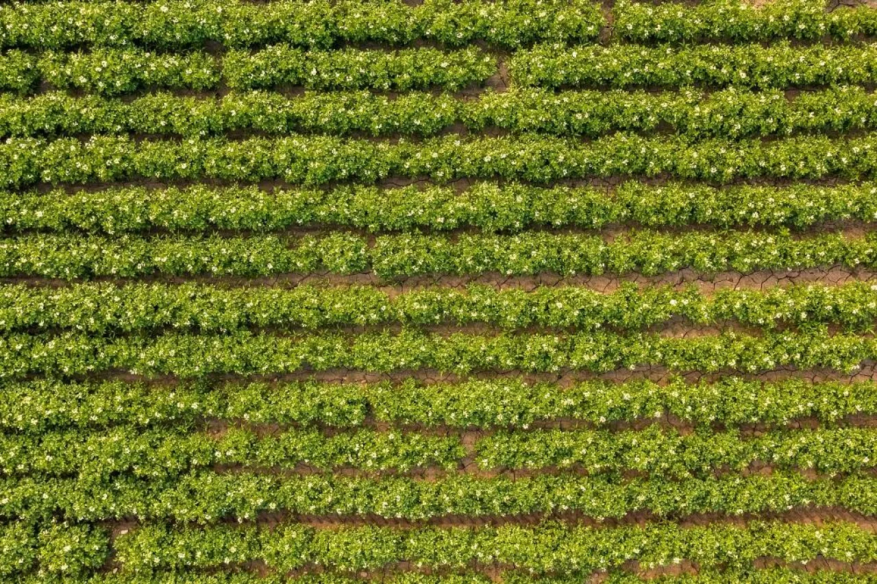 Aerial view of blooming potatoes crops on field. Agriculture and cultivation concept