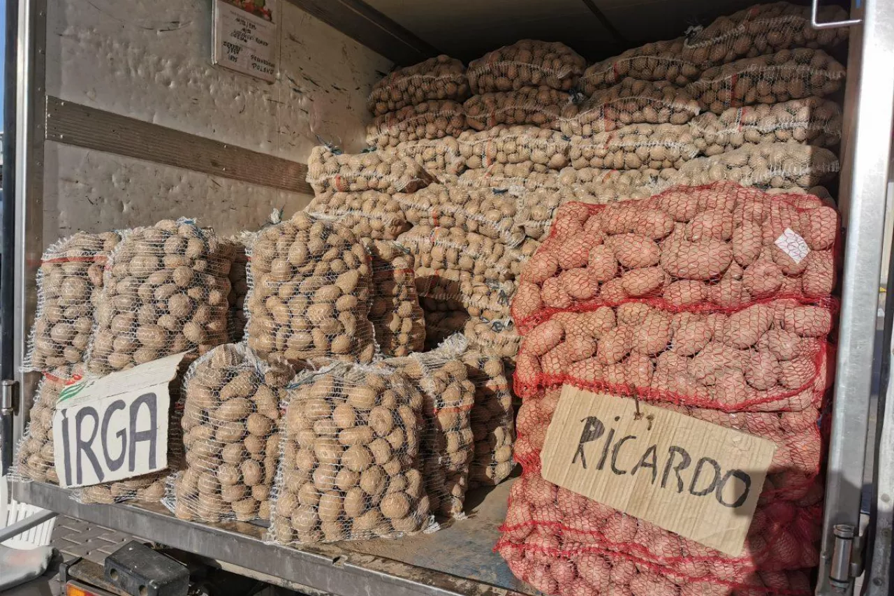 Handel ziemniakami na rynku hurtowym w Broniszach