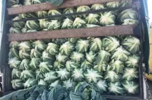 Ceny warzyw giełda hurtowa