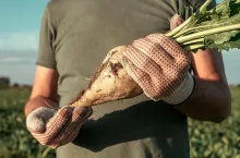 Male farmer posing in sugar beet field, Beta vulgaris cultivation