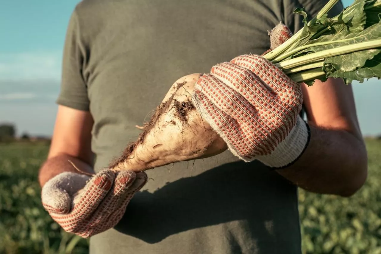 Male farmer posing in sugar beet field, Beta vulgaris cultivation
