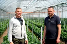 Tunelowa uprawa papryki w gospodarstwie Romana Sobczaka