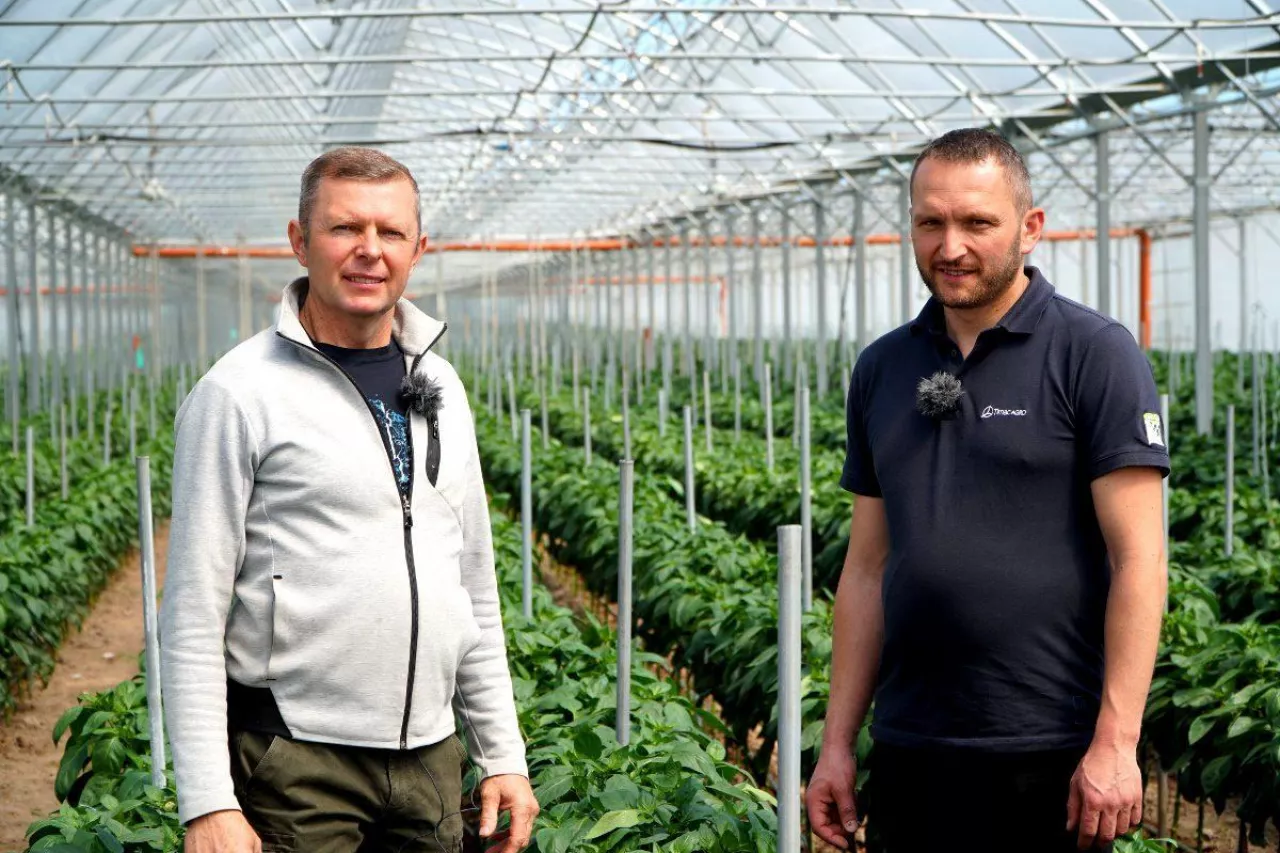 Tunelowa uprawa papryki w gospodarstwie Romana Sobczaka