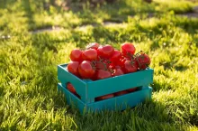 Red tomatoes lie in blue wooden box on green grass backlit by sunlight.