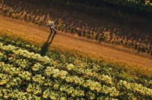 Farmer agronomist using drone to examine blooming of sunflower crops in field from above, using modern technology in agriculture and food production industry.