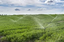 Watering plantation with carrots. Irrigation sprinklers in big carrots farm. Blue sky.