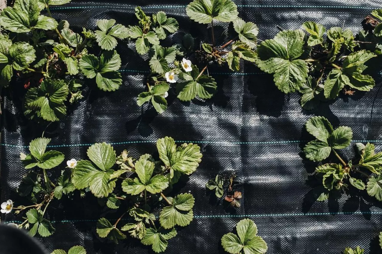 A bed under a black film with flowering and fruiting strawberry bushes.Sprouts strawberries in the garden under agropolitan.