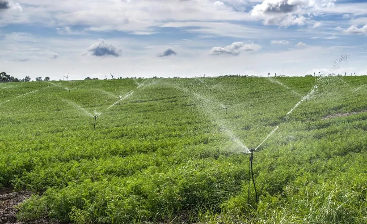Watering plantation with carrots. Irrigation sprinklers in big carrots farm. Blue sky.