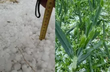 Gradobicie pustoszy uprawy warzyw