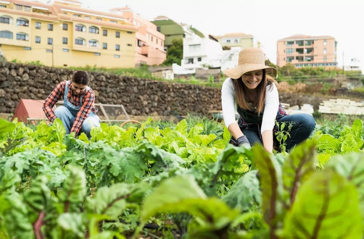 Mature female farmers working in countryside harvesting lettuce - Farm people lifestyle concept