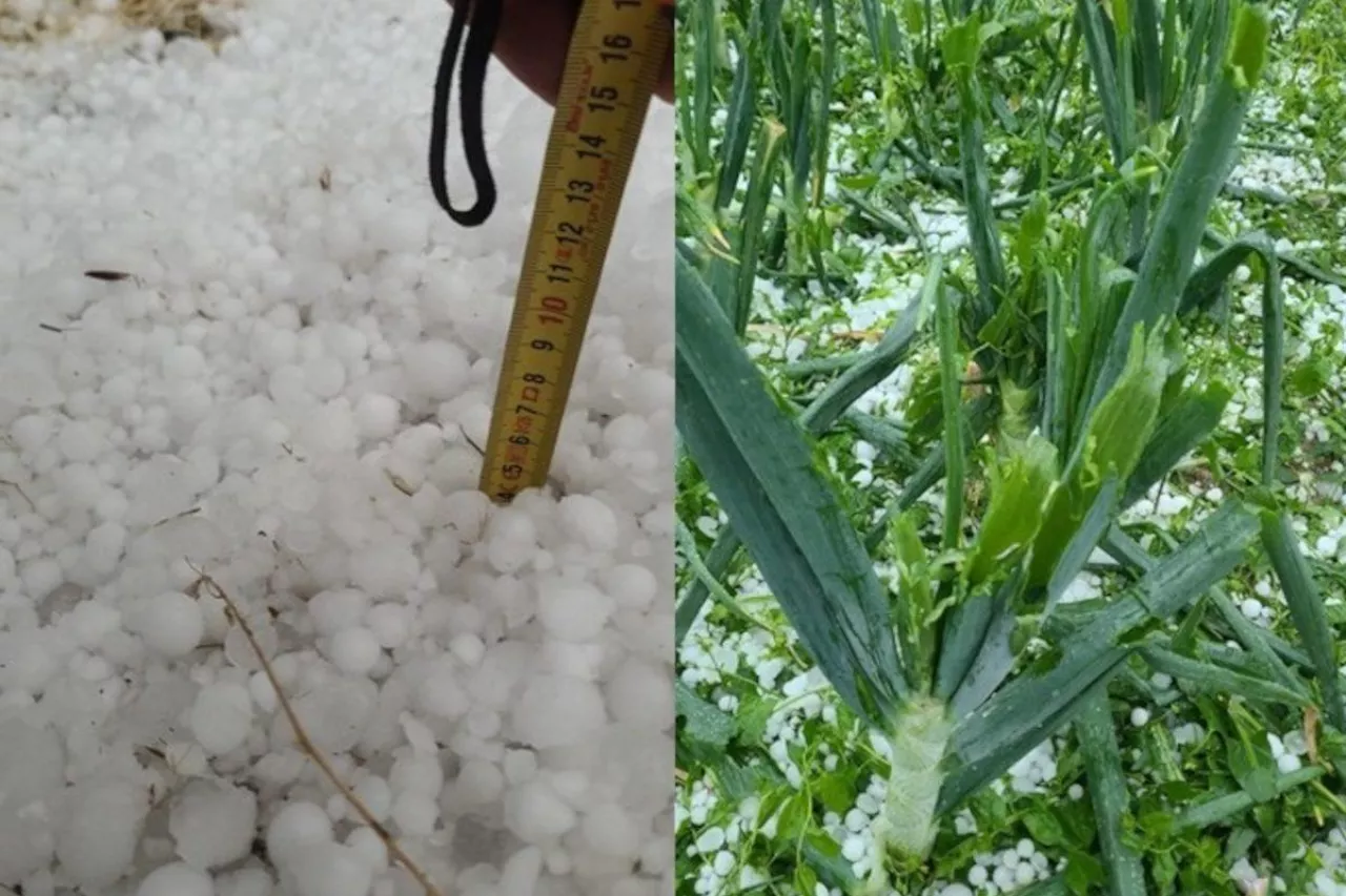 Gradobicie pustoszy uprawy warzyw