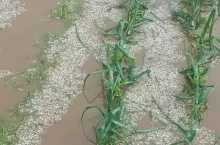 Ogromne straty w uprawach warzyw po gradobiciu