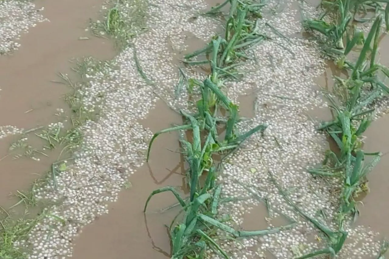 Ogromne straty w uprawach warzyw po gradobiciu