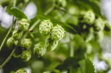 Close-up cascade hop growing on a branch of plant on at farm.