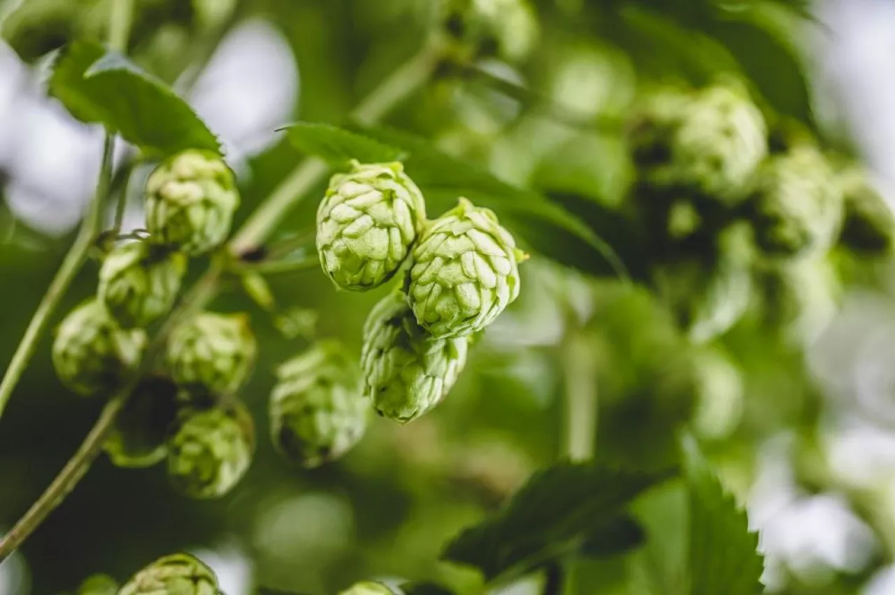 Close-up cascade hop growing on a branch of plant on at farm.
