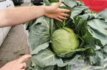 młoda kapusta na rynku hurtowym Bronisze