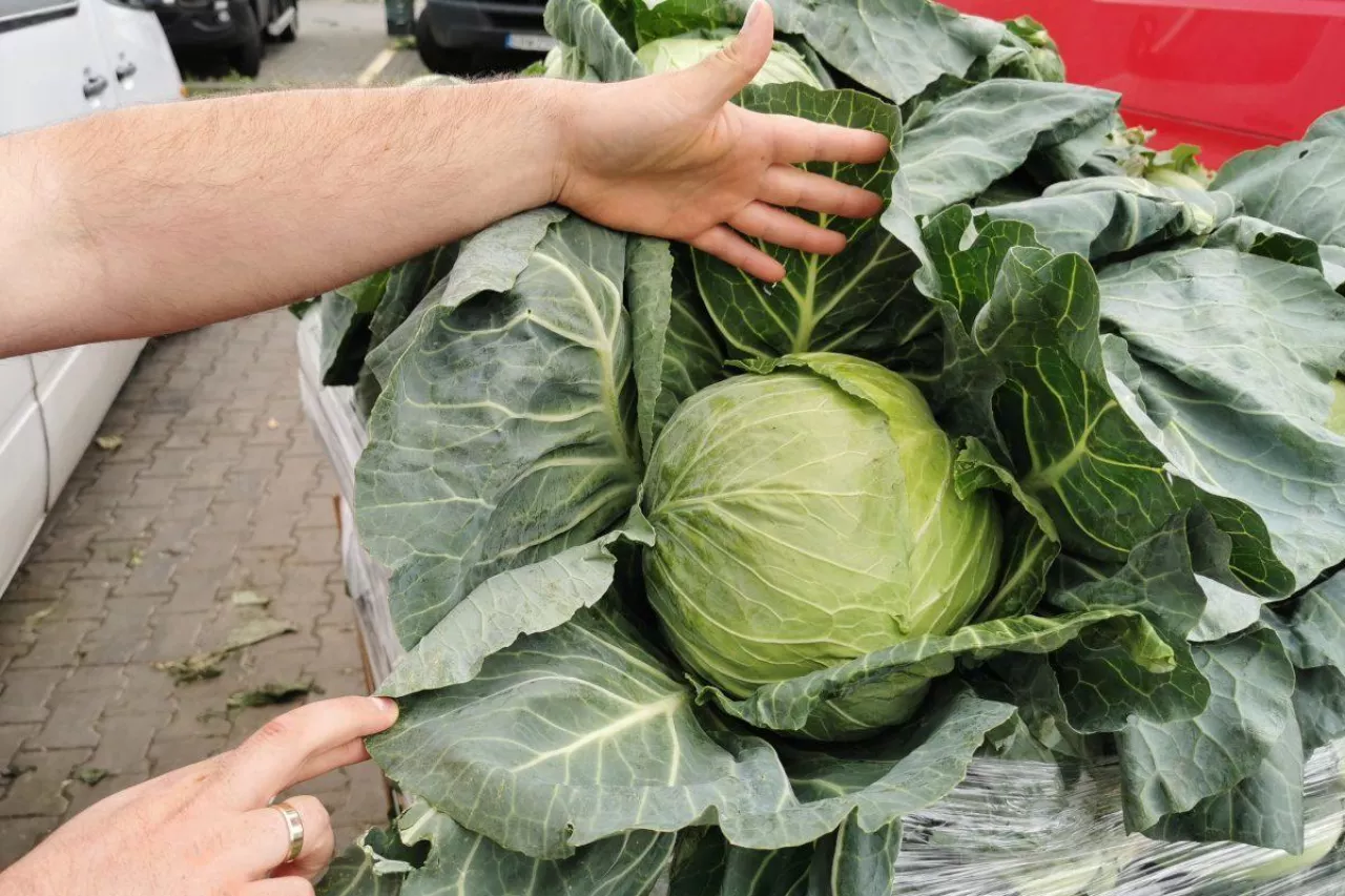 młoda kapusta na rynku hurtowym Bronisze