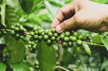 A coffee plantation farmer is caring for the coffee beans on the plant.