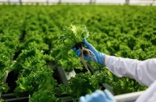 Quality control. Young female scientist stselects new breed of green salad optimized for consumption at greenhouse. Focus on the hand