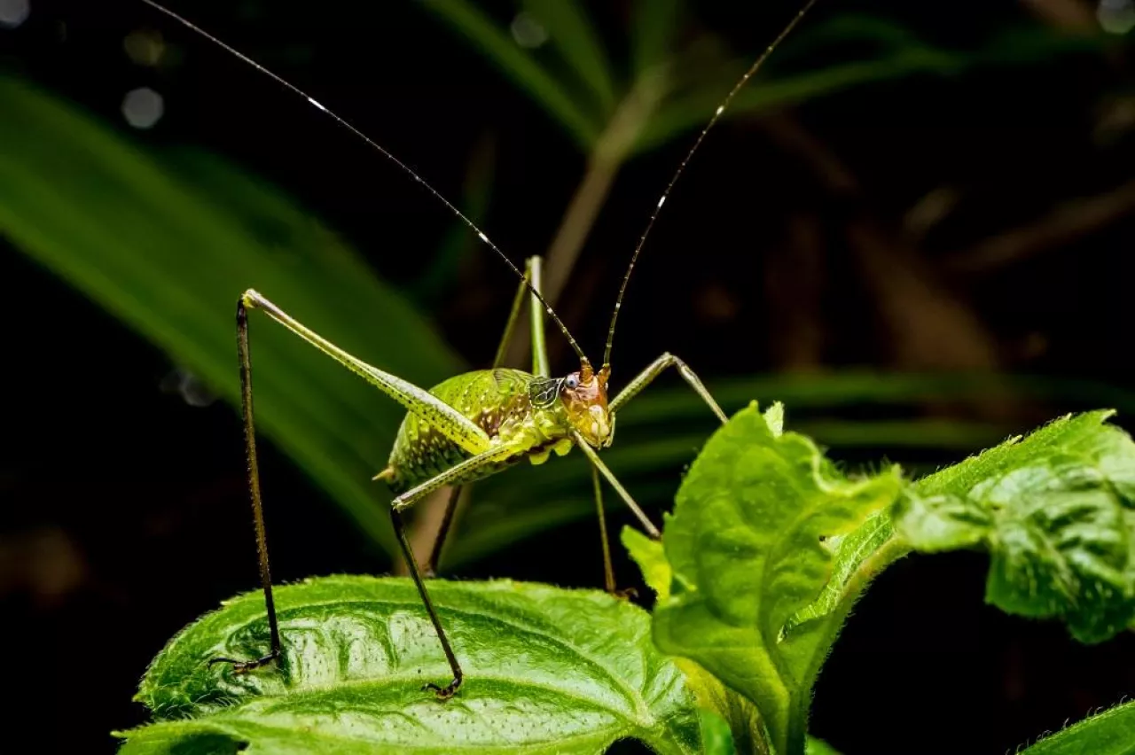 Close up of Grasshopper on green leaves.