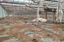 Zniszczone szklarnie po gradobiciu