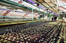 Perspective of long rows of green seedlings sowed in small peat pots inside large vertical farm equipped with modern irrigation system