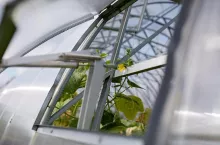 gardening and farming concept - cucumber seedlings growing at greenhouse
