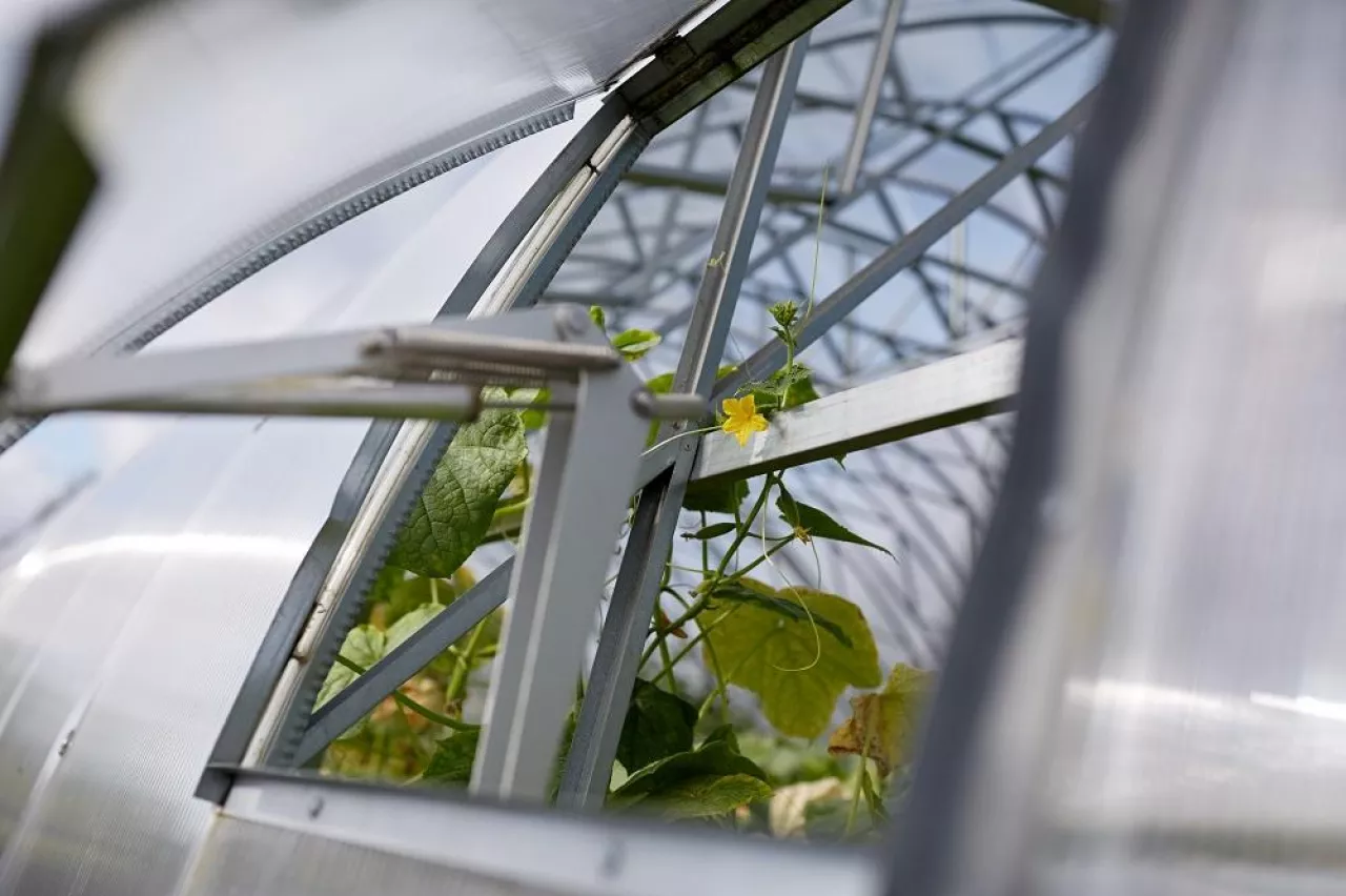gardening and farming concept - cucumber seedlings growing at greenhouse