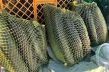 Ceny warzyw Rybitwy - sierpnień 2020