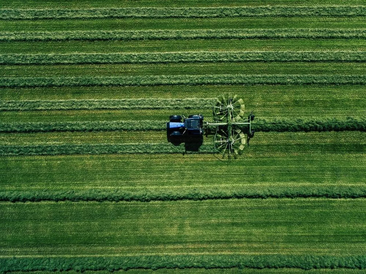 Blue tractor mowing green field, aerial view. Drone photo