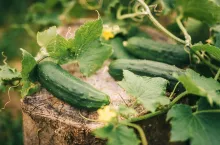 Cucumber plant in vegetable garden