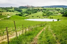 Field of grapes on a pond in Italy