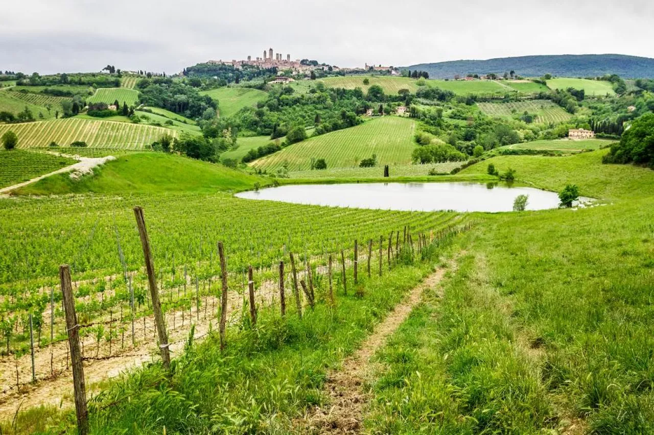 Field of grapes on a pond in Italy