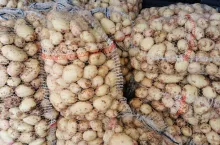 Polskie młode ziemniaki odmiana Irga