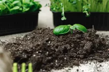 Small sprout of a growing plant in soil close up, macro