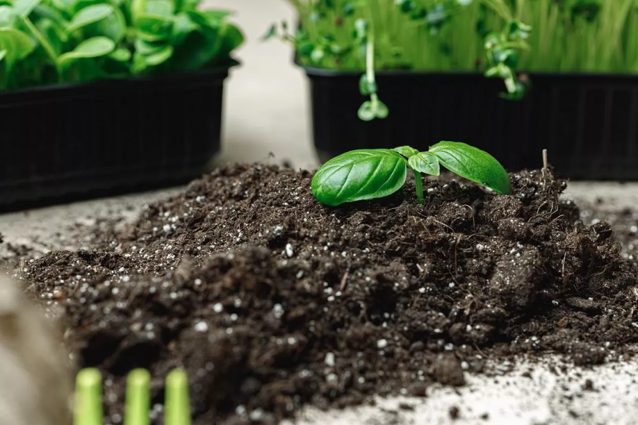 Small sprout of a growing plant in soil close up, macro