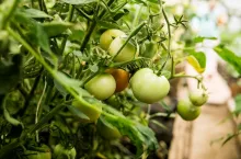 Tomatoes are hanging on a branch in the greenhouse. The concept of gardening and life in the country.