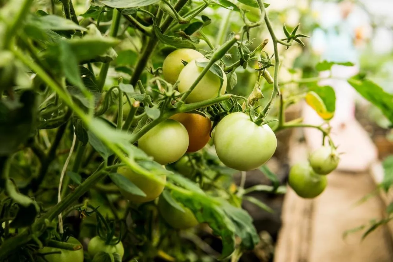 Tomatoes are hanging on a branch in the greenhouse. The concept of gardening and life in the country.