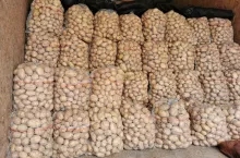 Polskie młode ziemniaki odmiana Irga