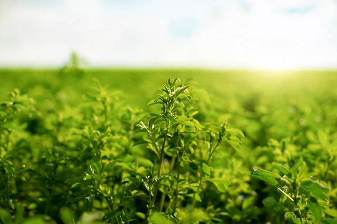 Closeup view at Medicago field summer time against sunlight
