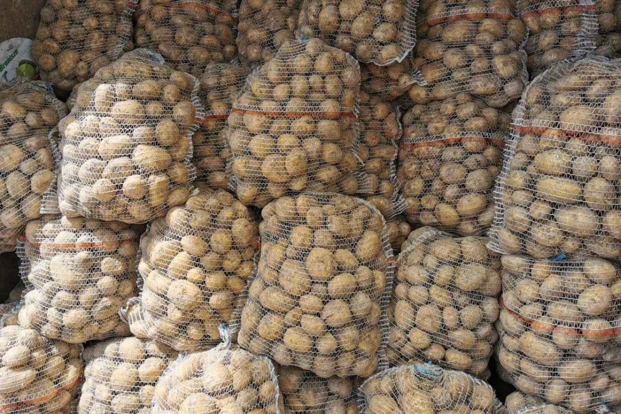 Ziemniaki odmiana Arrow