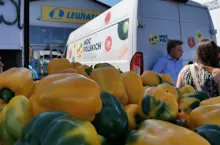 Polska papryka żółta