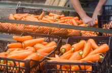 The farmer washes of the soil from freshly harvested carrots. Eco friendly products. Agriculture. Farming. Agro-industry. Ukraine, Kherson region. Harvest. Seasonal work. Selective focus
