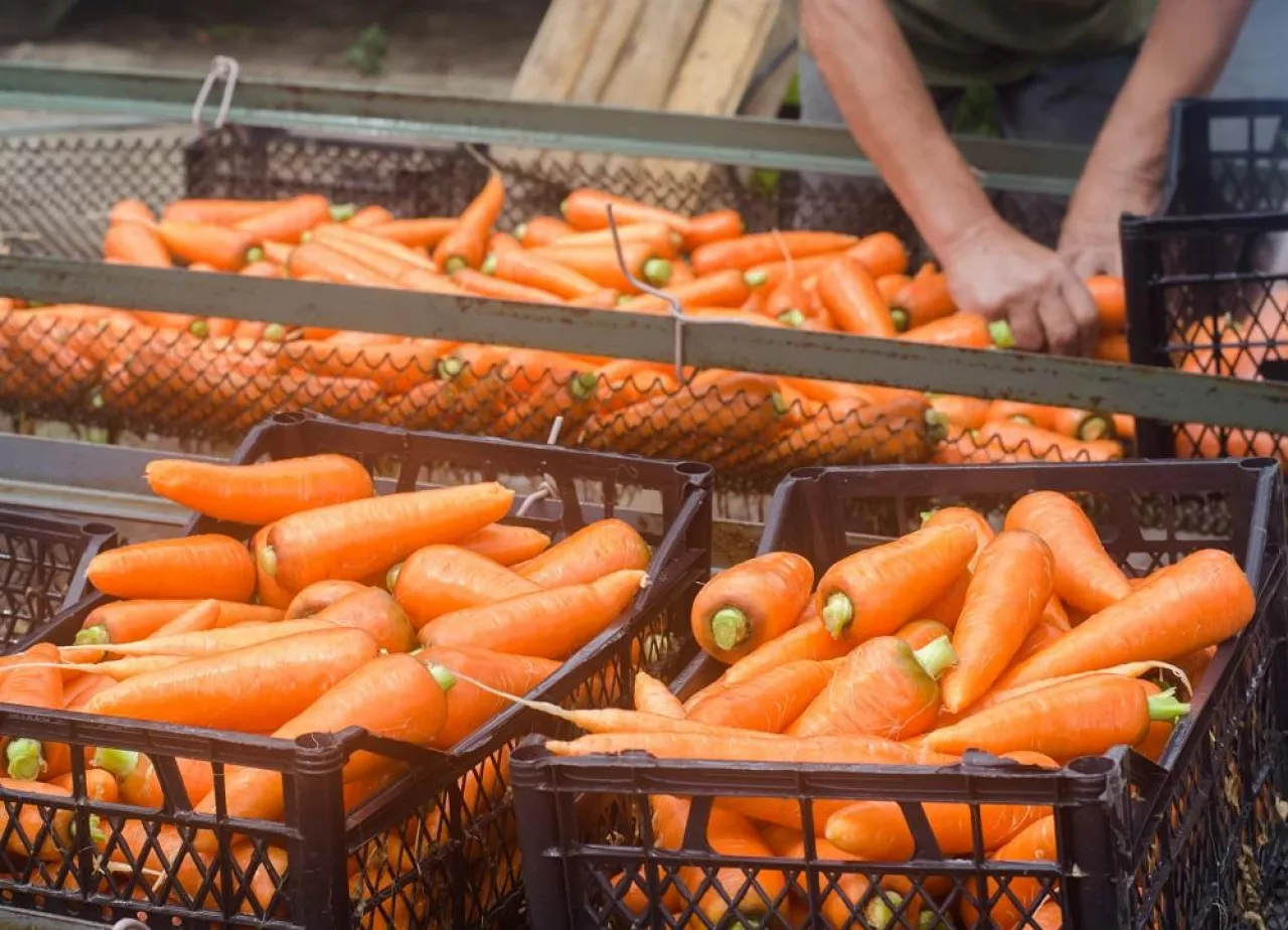 The farmer washes of the soil from freshly harvested carrots. Eco friendly products. Agriculture. Farming. Agro-industry. Ukraine, Kherson region. Harvest. Seasonal work. Selective focus