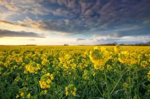 rapeseed field and blue sky at sunset