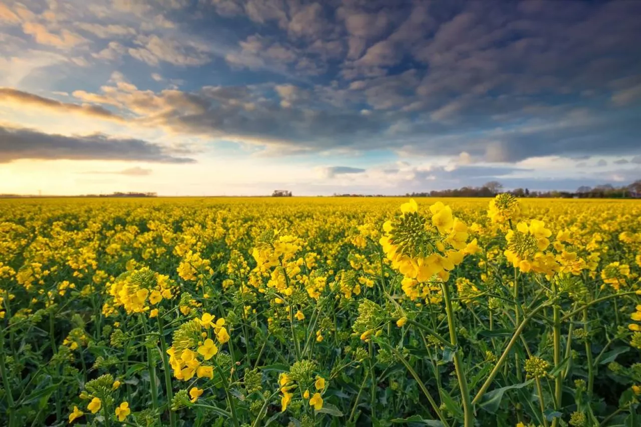rapeseed field and blue sky at sunset